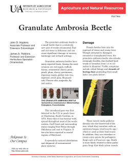 Asian Ambrosia Beetle