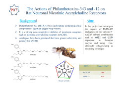 Potent inhibition of &alpha;4&beta;2 and &alpha;3&beta;4 neuronal nicotinic acetylcholine receptors by Philanthotoxin‐343