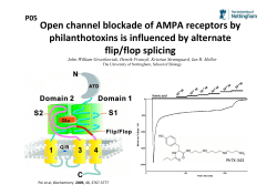 Open channel blockade of AMPA receptors by philanthotoxins is influenced by alternate flip/flop splicing