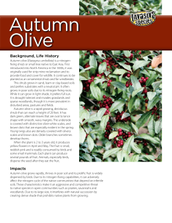 Autumn Olive Invasive Species Fact Sheet