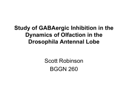 Olfactory dynamics for odor recognition