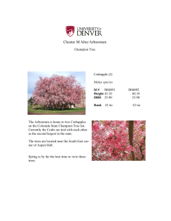 Crabapple (2)