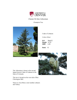 Cedar of Lebanon