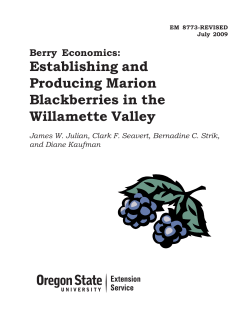 Establishing and Producing Marion Blackberries in the Willamette Valley