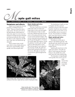 Maple gall mites