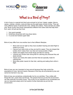 Bird of Prey Fact Sheet for K-2 Students