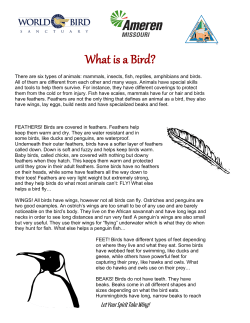 Bird Fact Sheet for K-2 Students