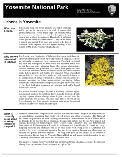 Lichens Yosemite