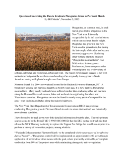 Questions Concerning the Plan to Eradicate Phragmites Grass in Piermont Marsh (2013)