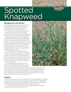 Spotted Knapweed Invasive Species Fact Sheet