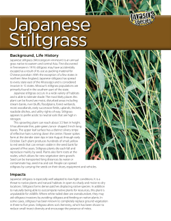 Japanese Stiltgrass Invasive Species Fact Sheet