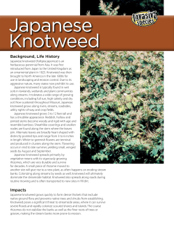 Japanese Knotweed Invasive Species Fact Sheet