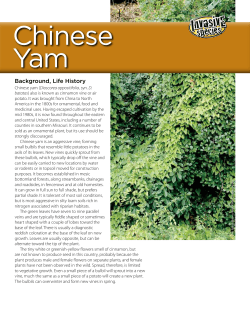 Chinese Yam Invasive Species Fact Sheet