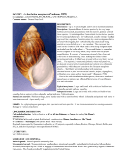 A. marinata