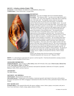 A. achatina