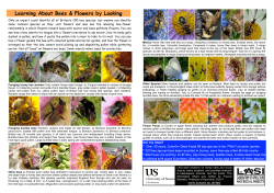 Learning About Bees and Flowers by Looking [PDF 4.39MB]