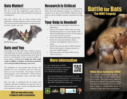 Battles for Bats