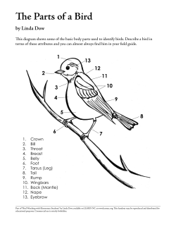 Parts of a Bird Diagram (Handout)