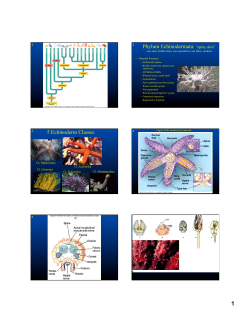 Echinodermata