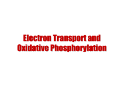 http://web.archive.org/web/20040630151221/http://web.indstate.edu/thcme/mwking/oxidativephosphorylation.pdf
