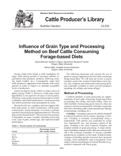 Influence of grain type and processing method on beef cattle consuming forage-based diets.