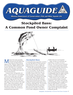 Overstocked Bass Solutions