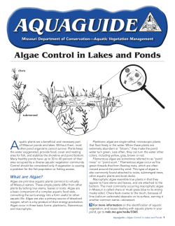 Algae Control