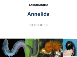 Presentacion: Annelida