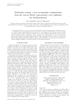 Raskoff, K. A., Matsumoto, G. I. (2004). Stellamedusa ventana , a new mesopelagic scyphomedusae from the eastern Pacific representing a new subfamily, the Stellamedusinae. Journal of the Marine Biological Association of the United Kingdom, 84 (4274), 1-6.