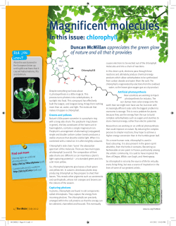 Magnificent molecules - chlorophyll