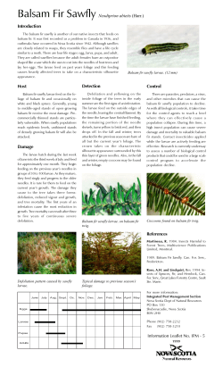 Balsam fir sawfly