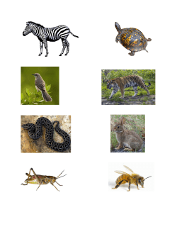 Animal Camouflage Directions