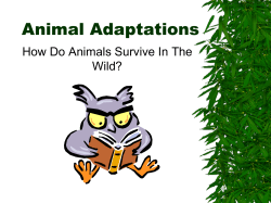 Adaptations 2