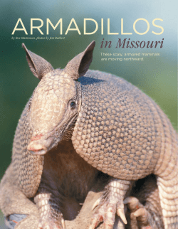 Armadillos in Missouri