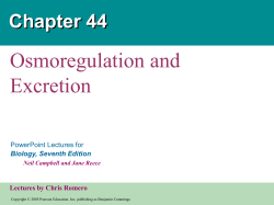 Osmoregulation Excretion