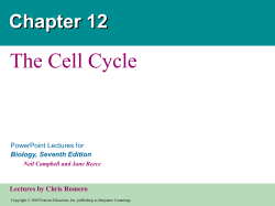 Cell Cycle