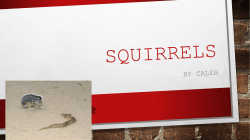 Squirrels by Caleb