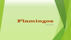 Flamingos by Laila