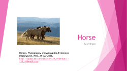 Horses by Kate