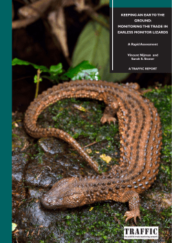 many of the lizards are being collected from the wild and smuggled out of Borneo