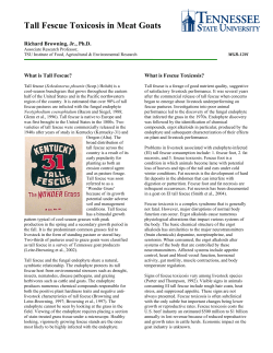 Tall Fescue Toxicosis in Meat Goats