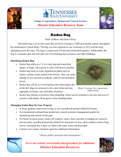 Kudzu Bug - A new invasive insect in Tennessee