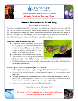 Brown Marmorated Stink Bug - A new invasive insect in Tennessee