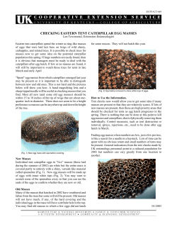 Checking Eastern Tent Caterpillar Egg Masses