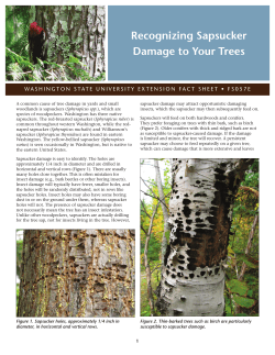 Recognizing Sapsucker Damage to Your Trees