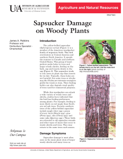 Sapsucker Damage on Woody Plants