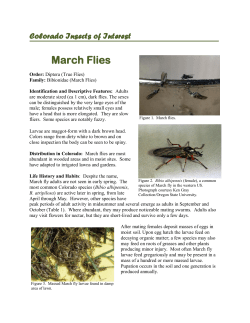 March Flies