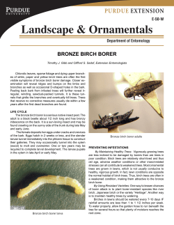 Purdue Ornamentals and Turf: Bronze birch borer