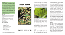 Birch Aphid