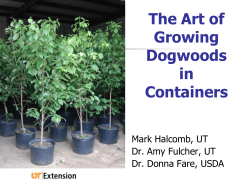The Art of Growing Dogwoods in Containers